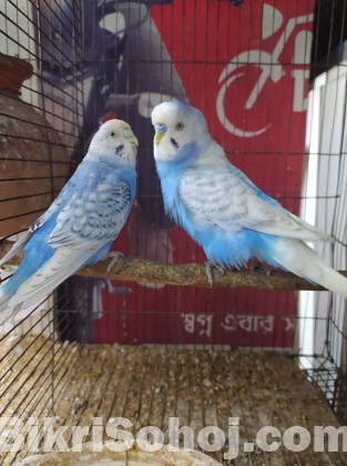 Budgerigar bird/budgie/bajigar/বাজিগর পাখি/বাজ্রিগার